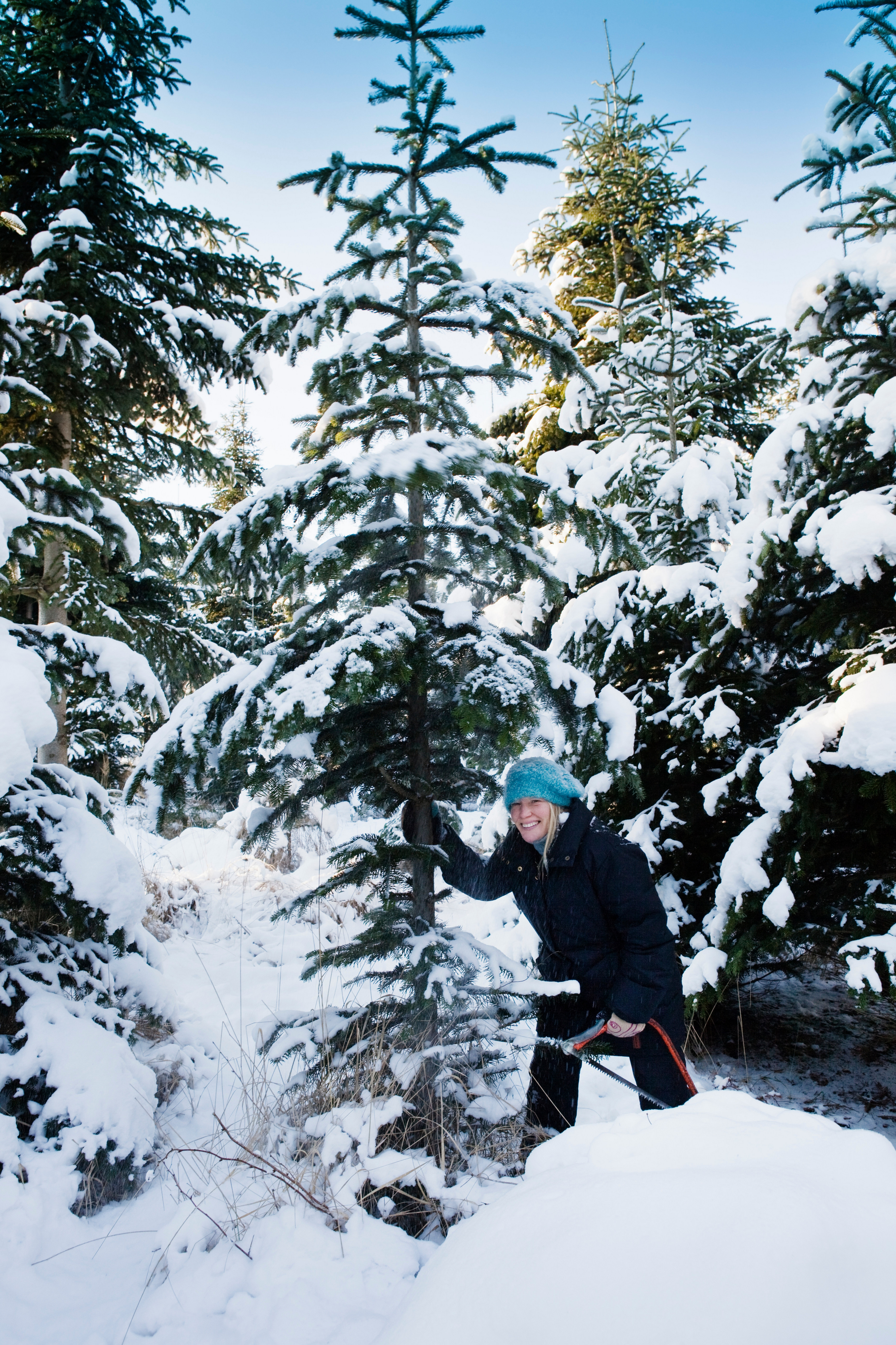 Woman cutting down Christmas tree